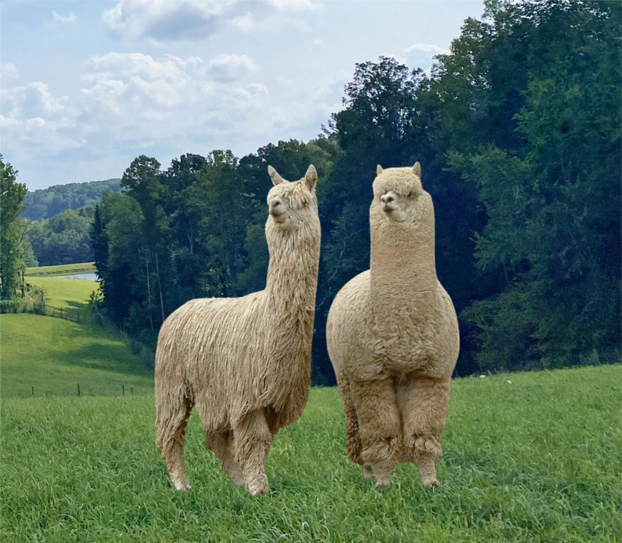 About-The-Alpacas-Of-Spring-Acres-Bed-Breakfast-Zanesville-Ohio