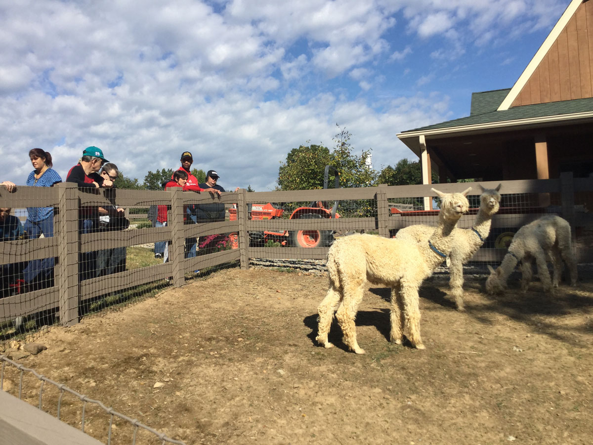 Alpacas Of Spring Acres Starlight Trip To The Farm 8.JPG