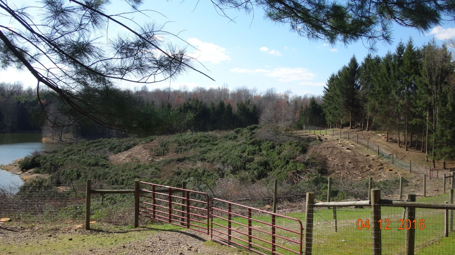 Hillside Clearing Pasture Expansion Alpacas Of Spring Acres