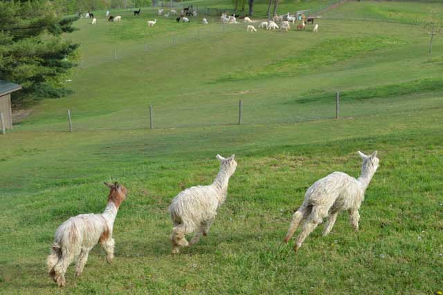 The Alpacas Of Spring Acres Crias h8