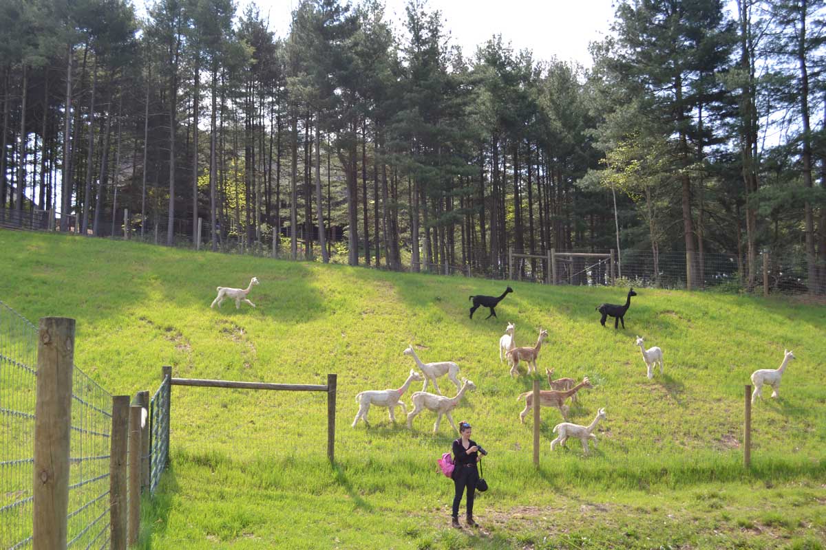The Alpacas Of Spring Acres New Pasture 2
