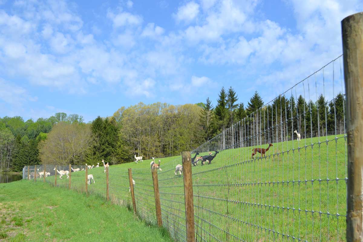 The Alpacas Of Spring Acres New Pasture 4