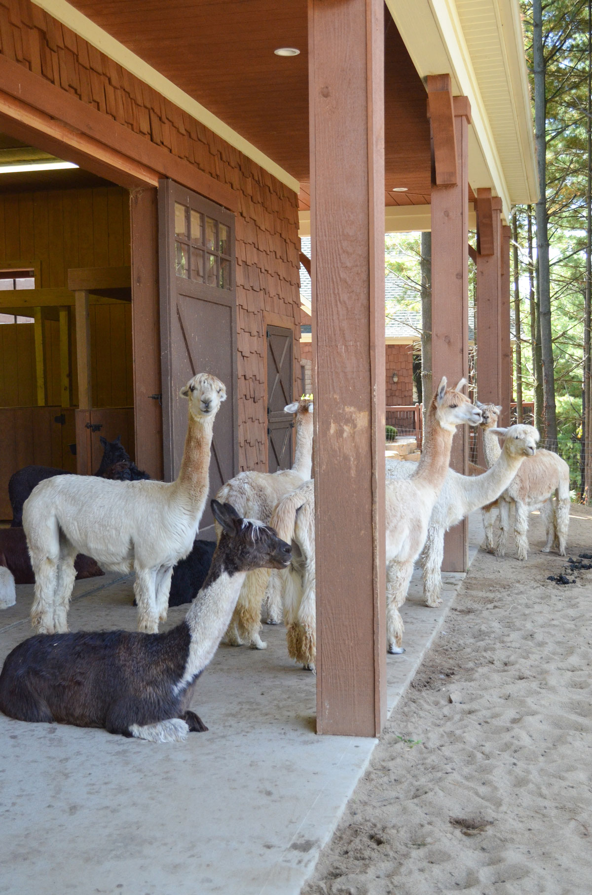 The Alpacas Of Spring Acres Suri Alpaca Rescue